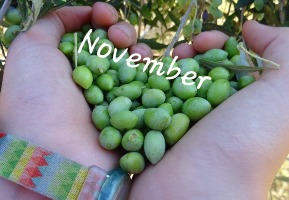 november olive oli
